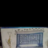 حشرات|خزنده|قم, هفت تیر|دیوار