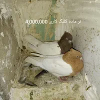 یه کوله کفتر