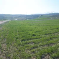 زمین کشاورزی در۸کیلومتری اردبیل روستای قاسم قشلاقی
