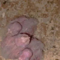 جوجه عروس هلندی آلبینو چشم شرابی