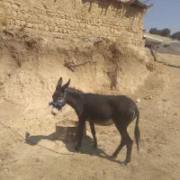 الاغ ماده سرحال جوان|حیوانات مزرعه|یاسوج, |دیوار