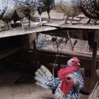 تخم مرغ تازه سیبرایت نطفه دار|حیوانات مزرعه|بندر انزلی, پیل علی باغ|دیوار