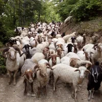 پهن گوسفندی