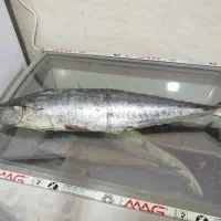 وسایل ماهی فروشی