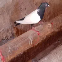 کبوتر سینه