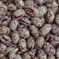 لوبیاچیتی پاکوتاه بذری