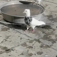 طوقی خال قدیم الماسی|پرنده|سنندج, |دیوار