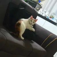 گربه۴ماهه ماده.بسیاربازیگوش با شناسنامه واکسن خورد