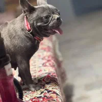 سگ بازیگوش و آپارتمانی پامرانین ،بولداگ|سگ|کاشمر, |دیوار