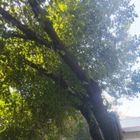 کار باغبانی