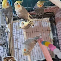عروس هلندی