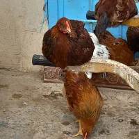 فروش مرغ چهار ماهه گلپایگان