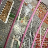 عروس هلندی