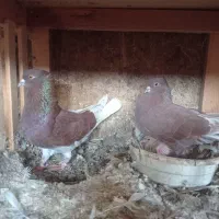 سرخ کاکل|پرنده|قائمشهر, |دیوار