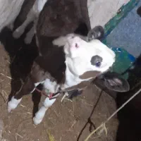 گوساله ۲ماهه|حیوانات مزرعه|صومای برادوست, |دیوار