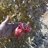 انار آبگیری و رب انار