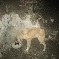 فروش کوتکه نر گالشی