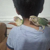 سریلاکی تراکویس  پاین اپل