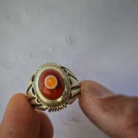 باباقوری سرخ پرگاری