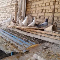 کبوتر پرشی|پرنده|زیباشهر, |دیوار