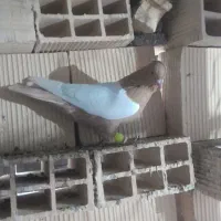 پرنده سالم دوری