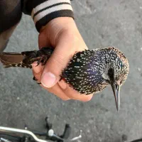 سار از نژاد مرغ مینا