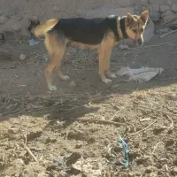 سگ ژرمن ماده