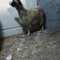 بز . بزغاله آبستن دو قلو جنس دار استثنایی|حیوانات مزرعه|تهران, افسریه شمالی|دیوار