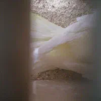 عروس هلندی|پرنده|چناران, |دیوار