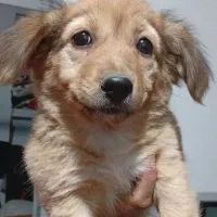 سگپیتر اشپیز