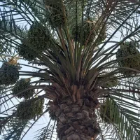 خرما