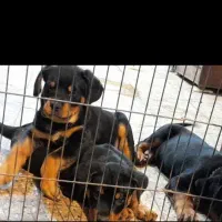 Rottweiler روتوایلر روتفایلر نگهبان دلقکی اروپایی|سگ|لاهیجان, جمهوری|دیوار