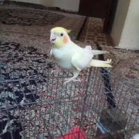 عروس هلندی