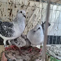 شامی و کشکی