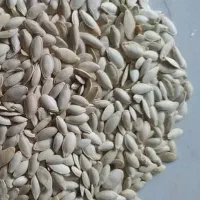 کدو ریز گوشتی 500کیلو درجه یک