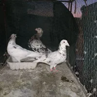 نرو ماده سرور