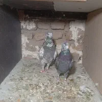 کبوتر پرشی|پرنده|کرج, اسلام‌آباد|دیوار