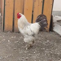خروس برهما درشت و اصیل