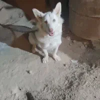 سگ پاکوتاه|سگ|زابل, |دیوار