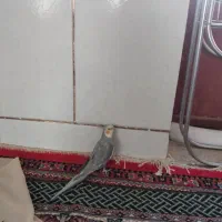 فروش عروس هلندی|پرنده|سمیرم, |دیوار