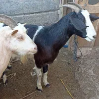 بز آلپاین و سانن . بزغاله|حیوانات مزرعه|سیمین شهر, |دیوار