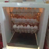 دستگاه تخم مرغ نو نو|لوازم جانبی حیوانات|زابل, |دیوار