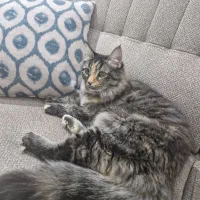 واگذاری گربه