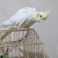 عروس هلندی|پرنده|تربت‌حیدریه, بازار|دیوار