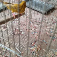 قناری|پرنده|شاهینشهر, خانه کارگر|دیوار