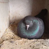 کبوتر|پرنده|گلپایگان, |دیوار