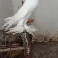 کبوتر بادکنکی|پرنده|دابودشت, |دیوار