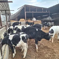 10 راس گوساله قطع شیر