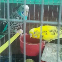 یک جفت مرغ عشق با جوجه