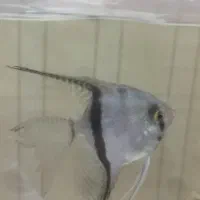 چهار عدد انجل تایگر|ماهی|اصفهان, مسجد مصلی|دیوار